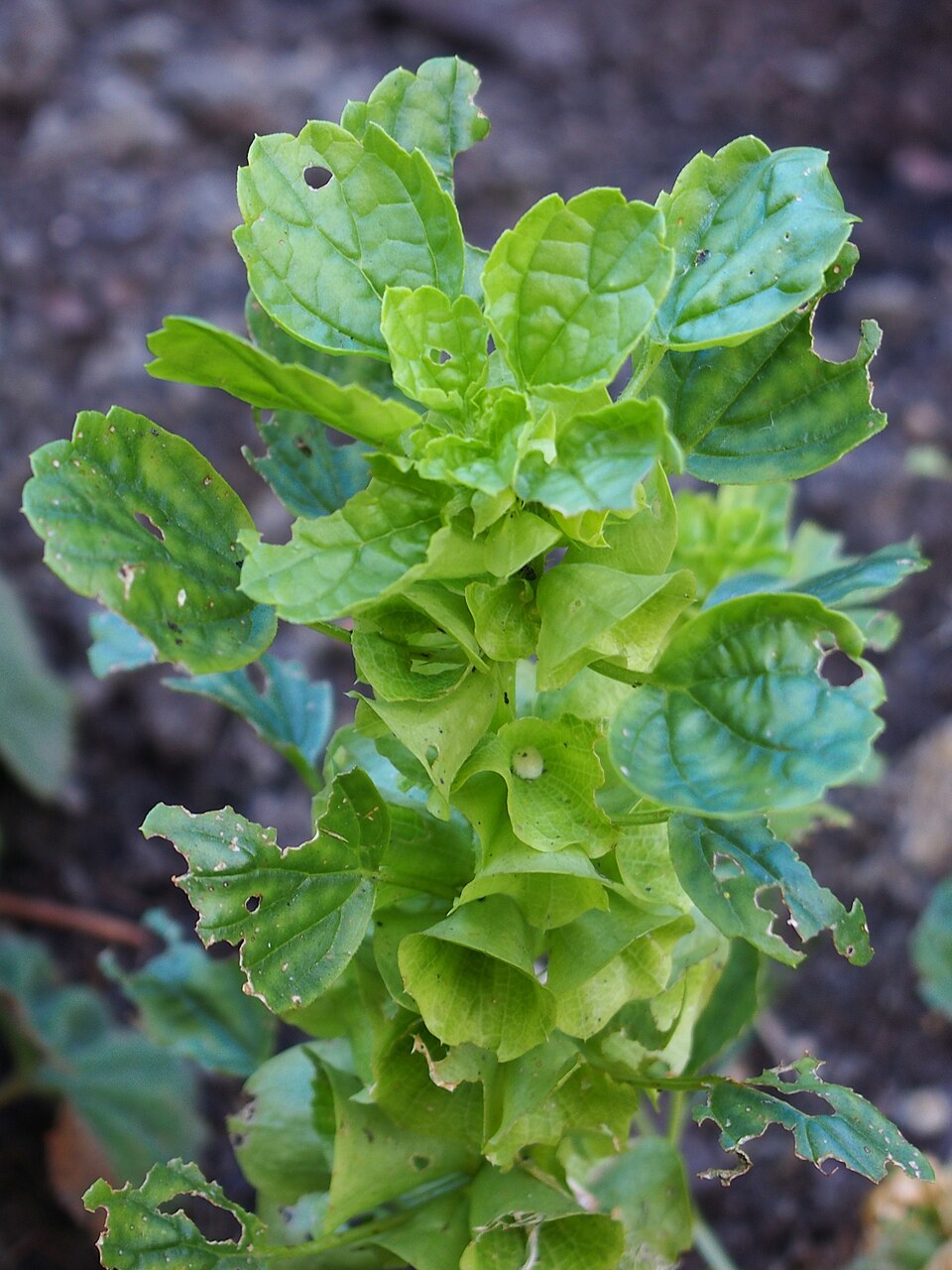 Moluccella laevis Molukia gładka