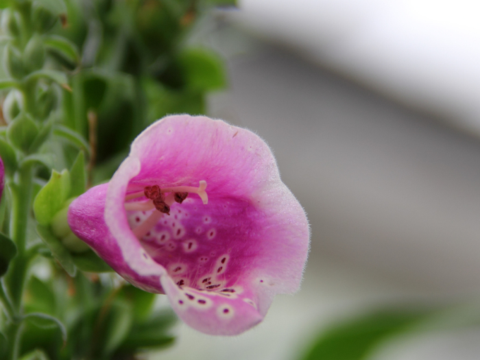 Digitalis purpurea - flower view01