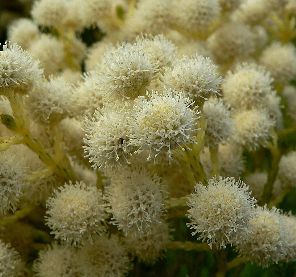 Berzelia lanuginosa