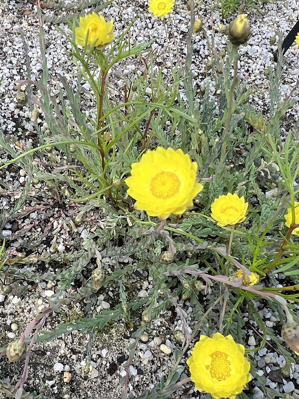 Rhodanthe chlorocephala subsp chlorocephala