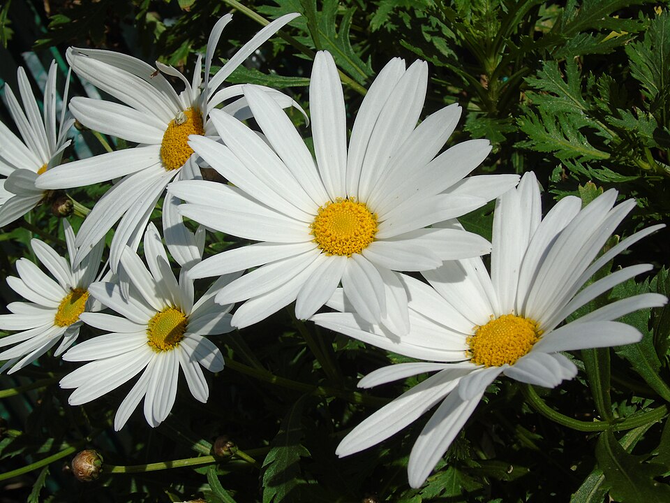 Leucanthemum × superbum.001 - Burela