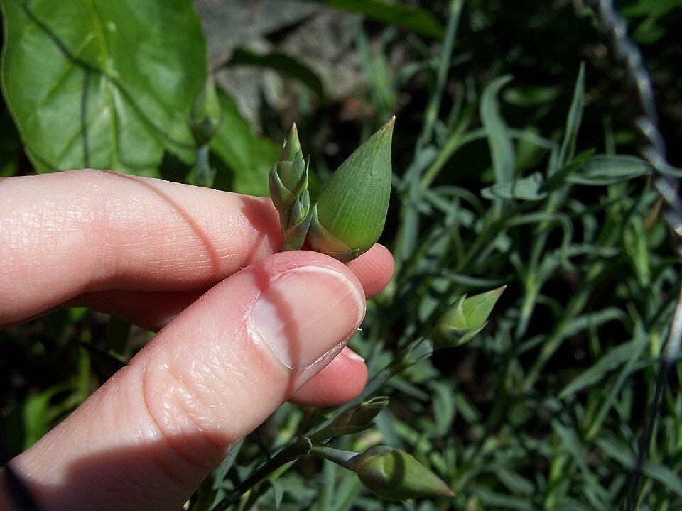 Carnation buds