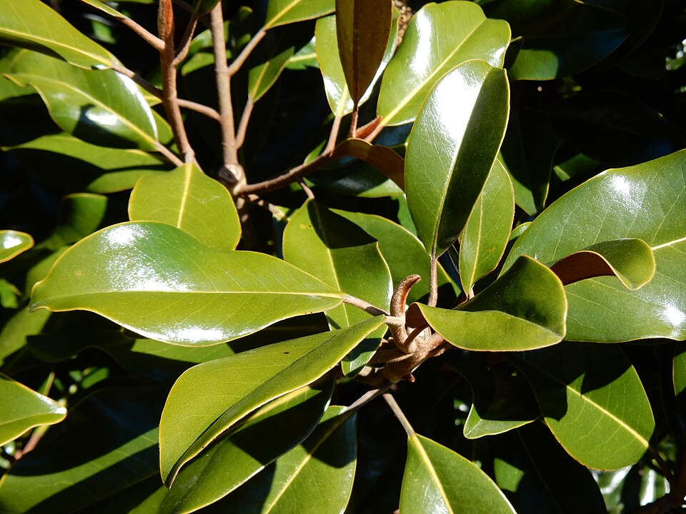 Magnolia grandiflora 'Bracken's Brown Beauty'