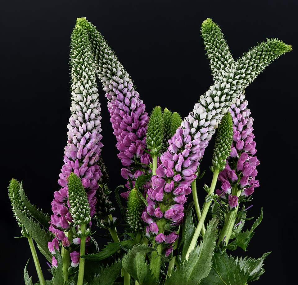 Veronica — botanical study