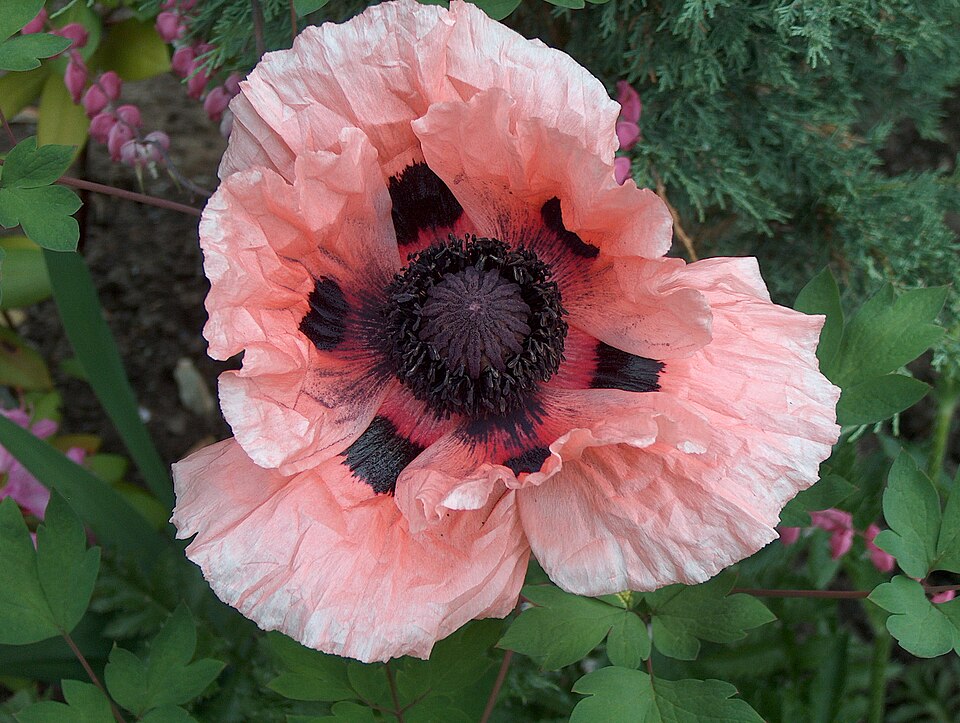 Oriental Poppy Salmon