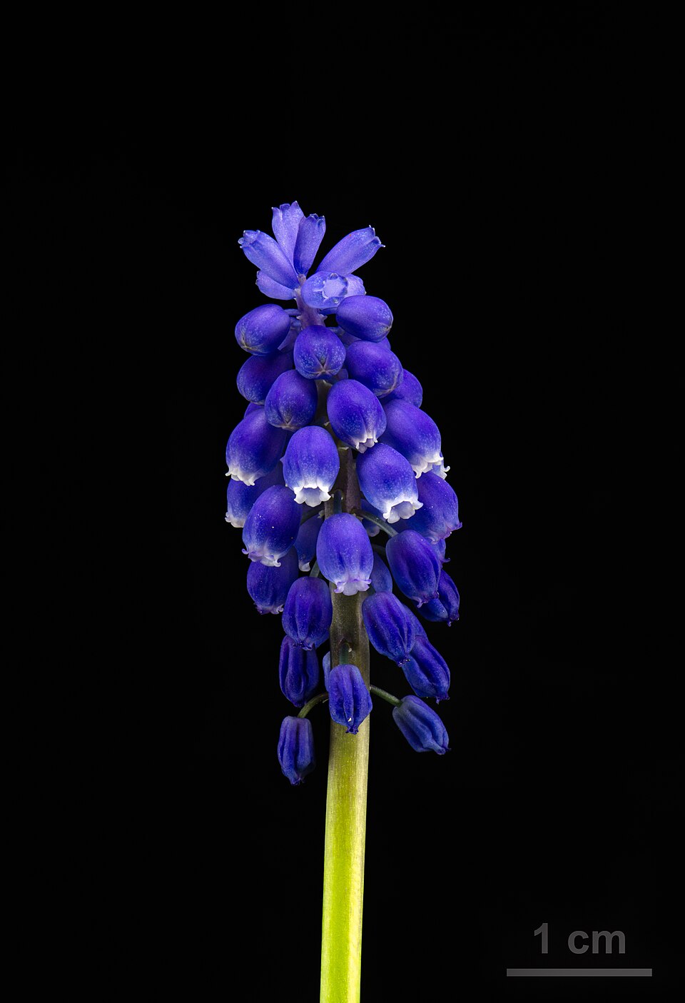 Grape Hyacinth - Muscari armeniacum - Traubenhyazinthe -