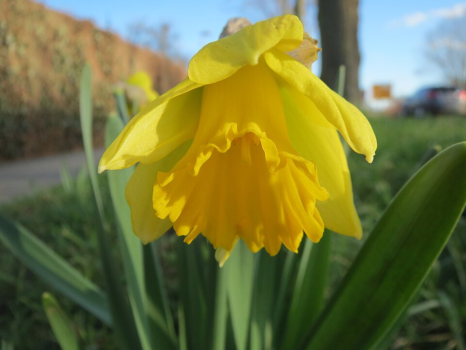 Daffodil — botanical study