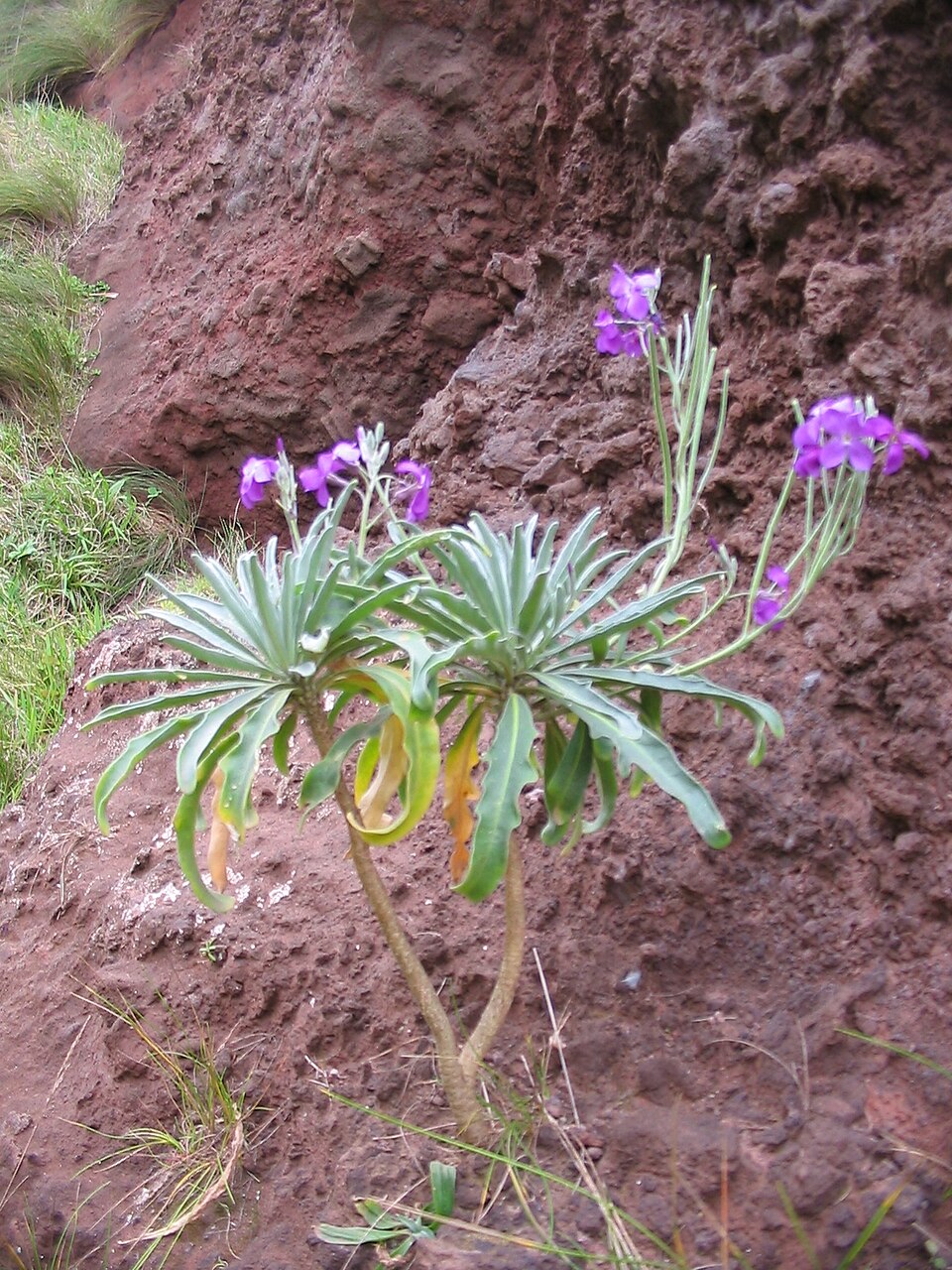 Matthiola incana (Habitus)