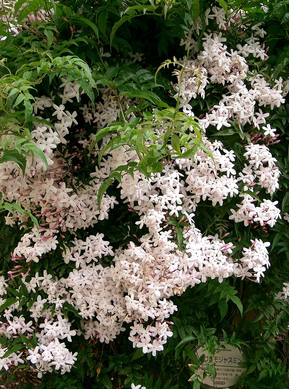 Jasminum polyanthum1