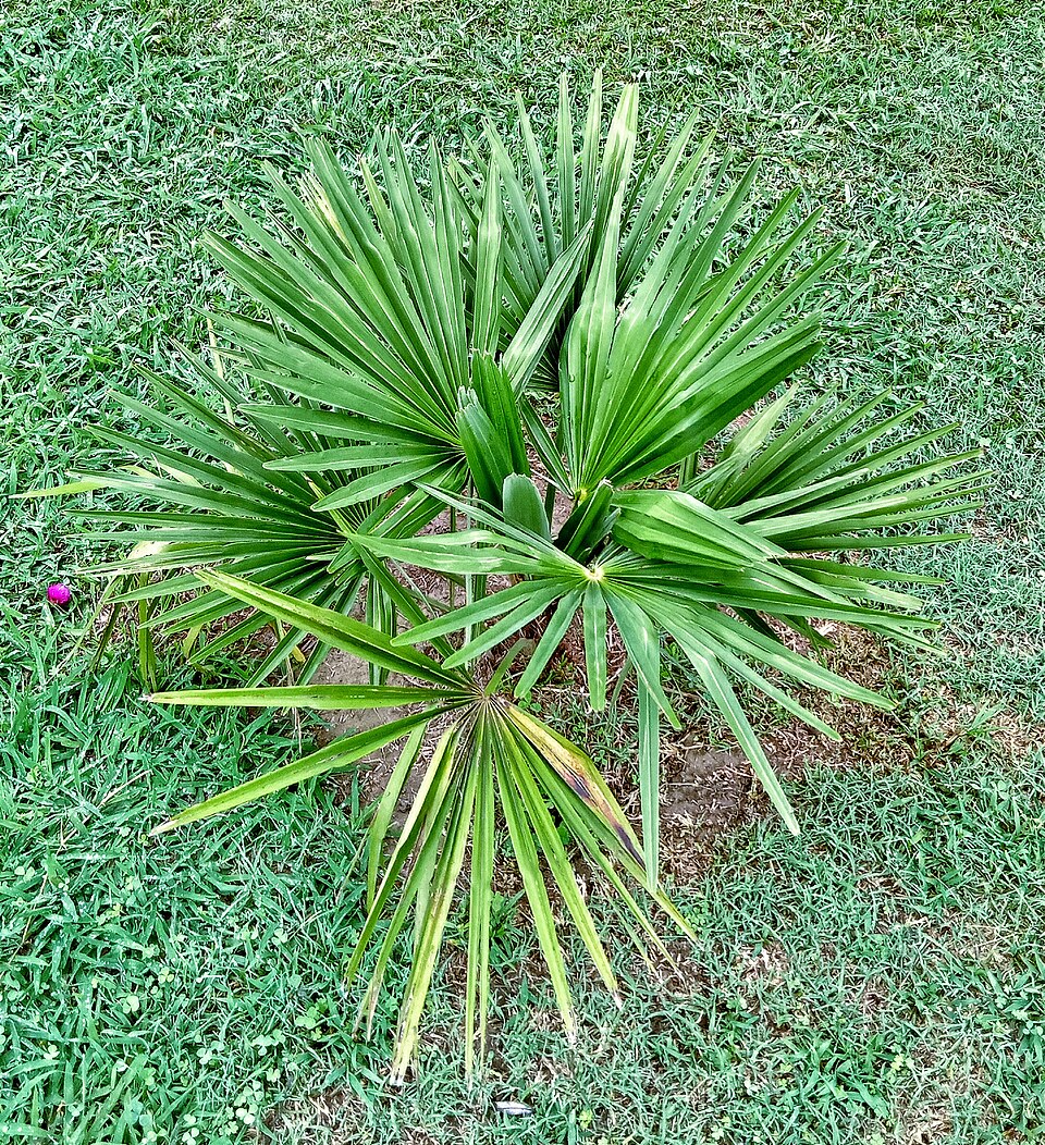 Livistona