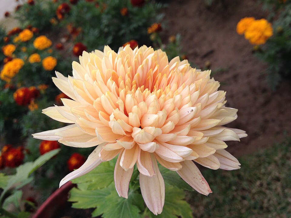 Beautiful Chrysanthemum