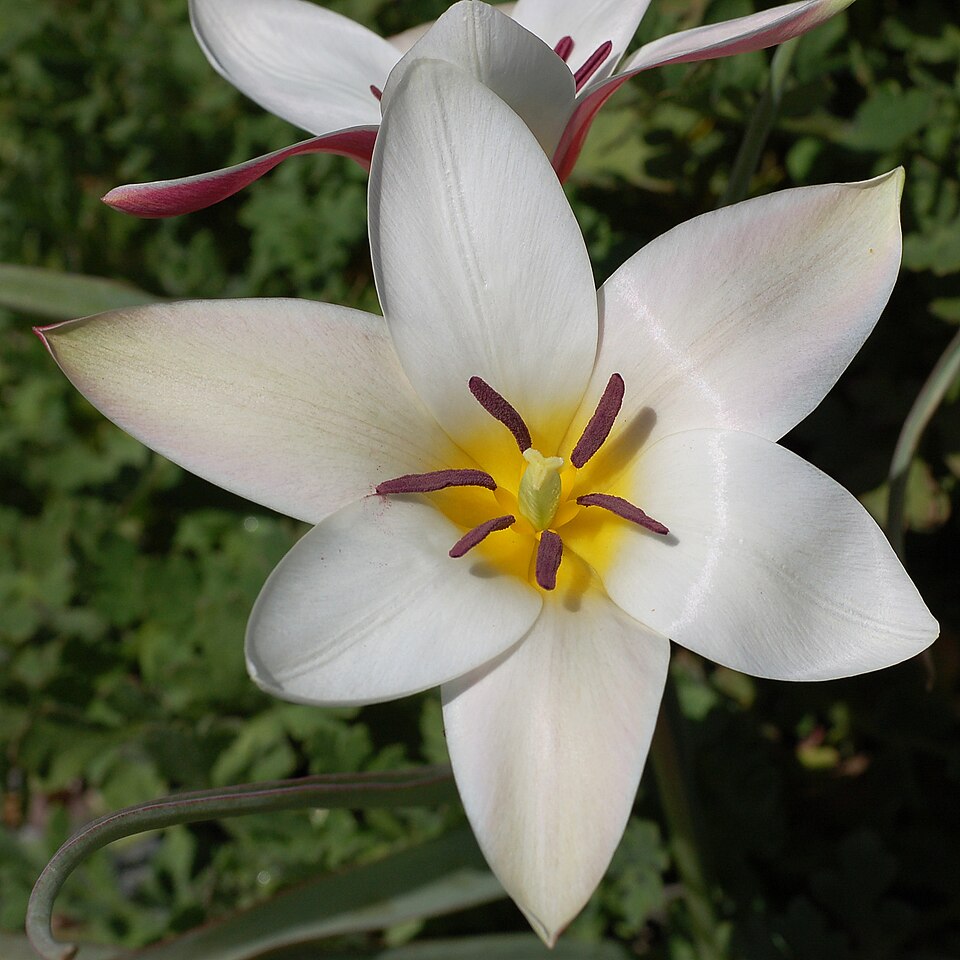 Tulip Tulipa clusiana 'Lady Jane' Rock Ledge Flower 2000px