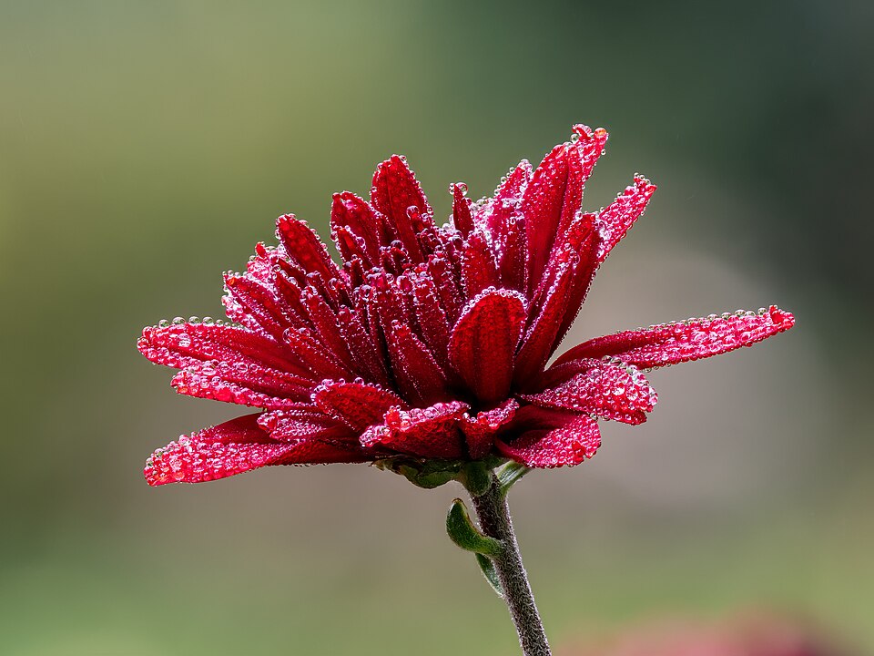 Chrysantheme rot tautropfen -20191024-RM-102058