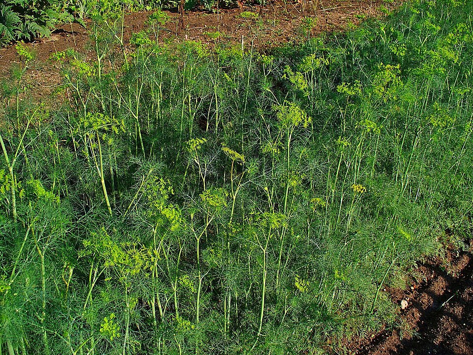 Anethum graveolens