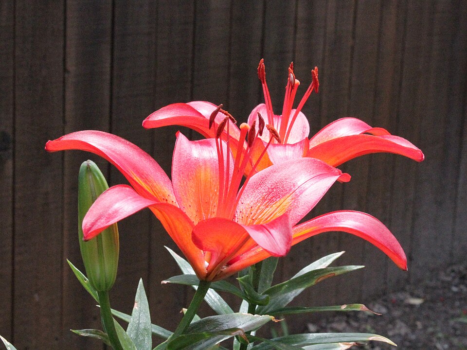 ‘Matrix’ Asiatic lily