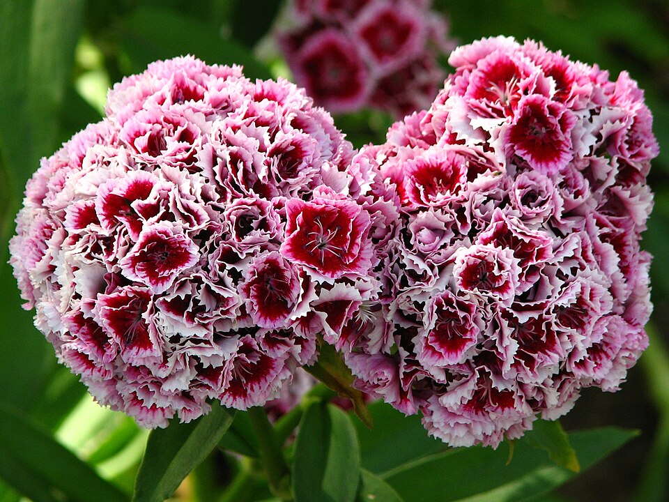 Flowering sweet William — a comparison with the Green Trick form