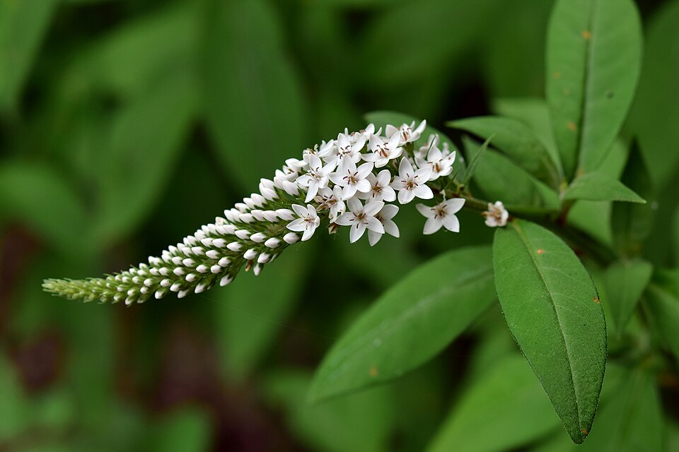 Klaffer - Kräutergarten - Schnee-Felberich (Lysimachia clethroides) -