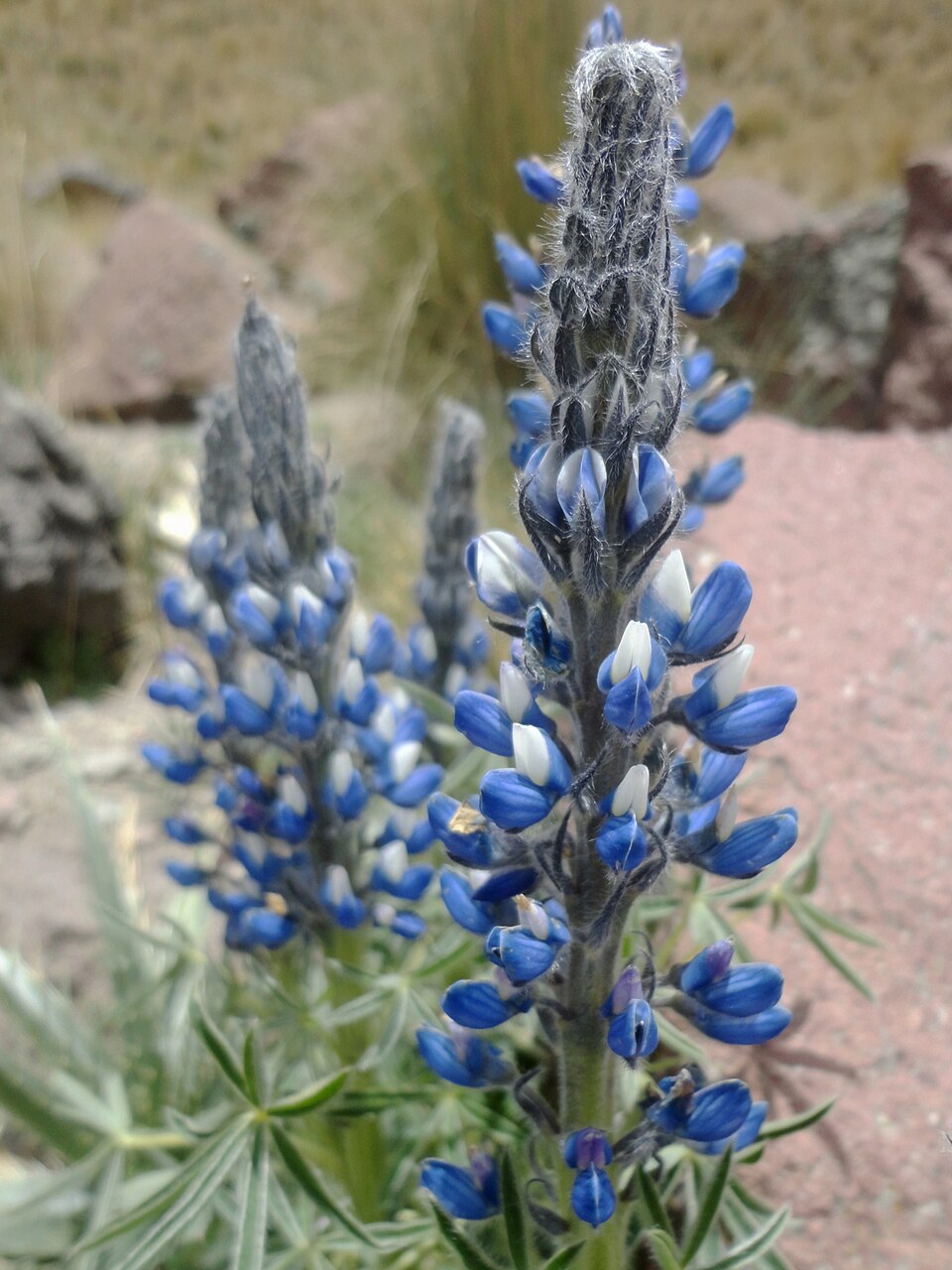 Garbancillo (Lupinus aschenbornii) II