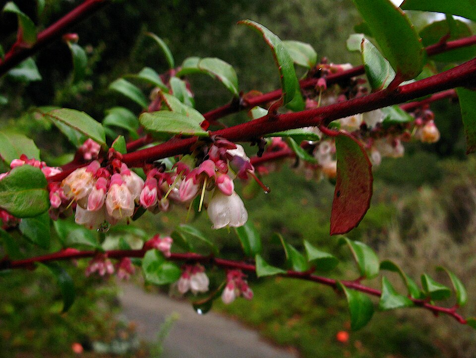 G20090211-3390--Vaccinium ovatum--RPBG