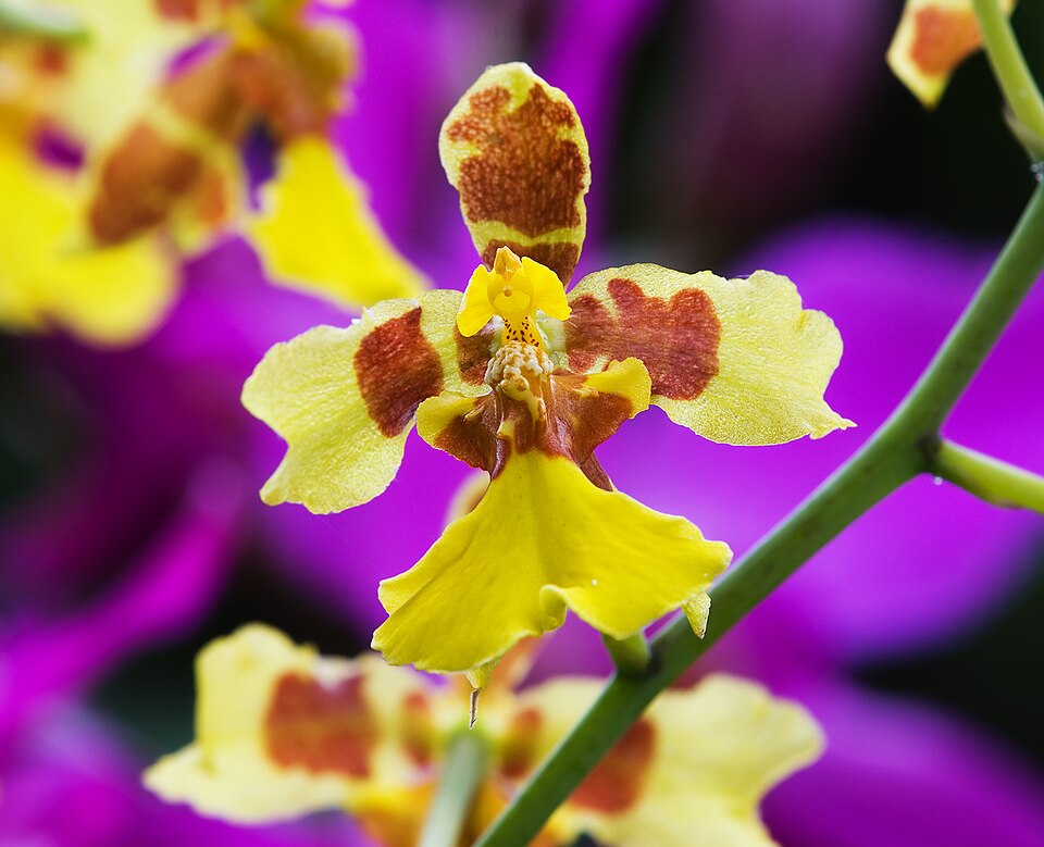 Oncidium excavatum RTBG