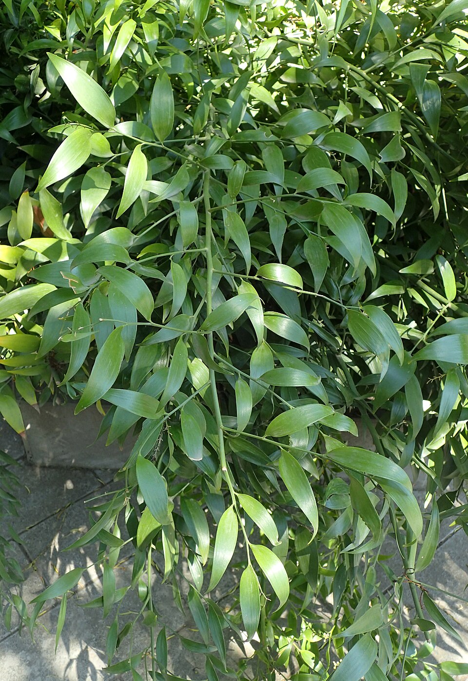 Danae racemosa kz1