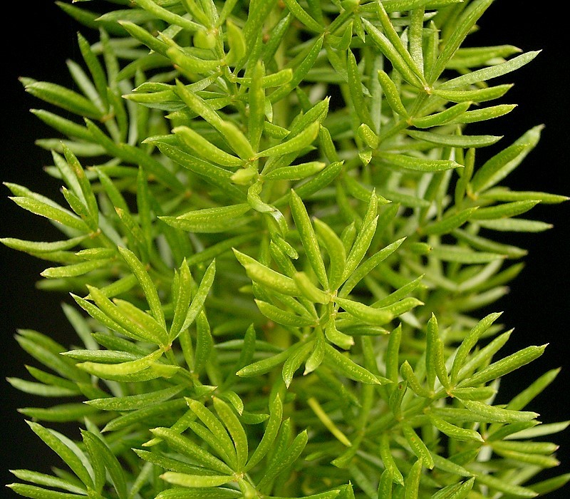 Asparagus densiflorus