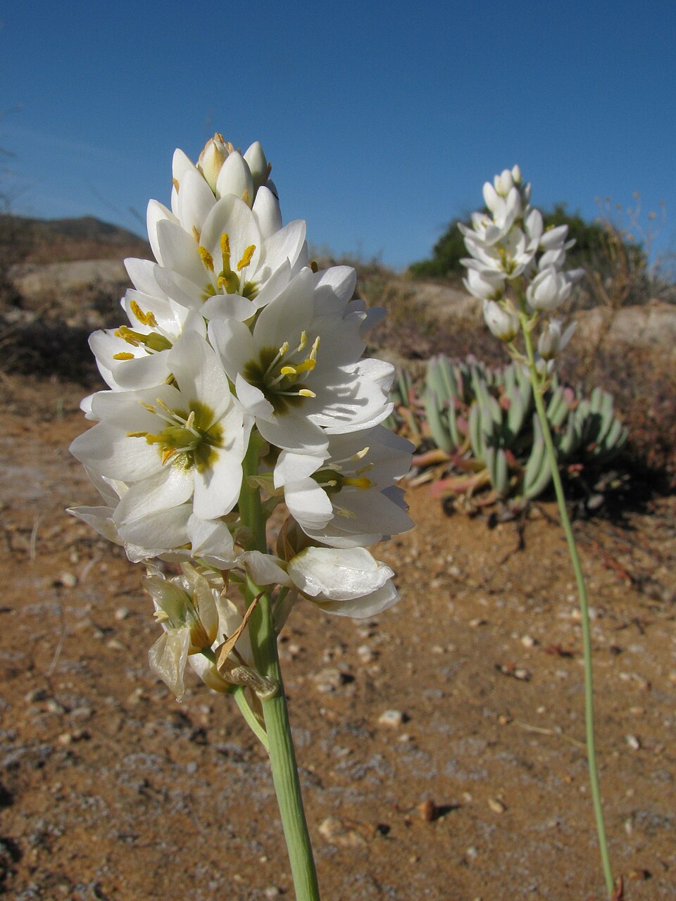 Ornithogalum cf. thyrsoides (Hyacinthaceae)
