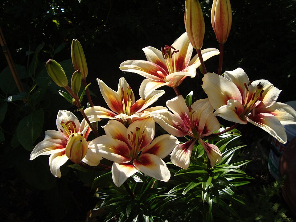 ‘Tinos’ Asiatic lily