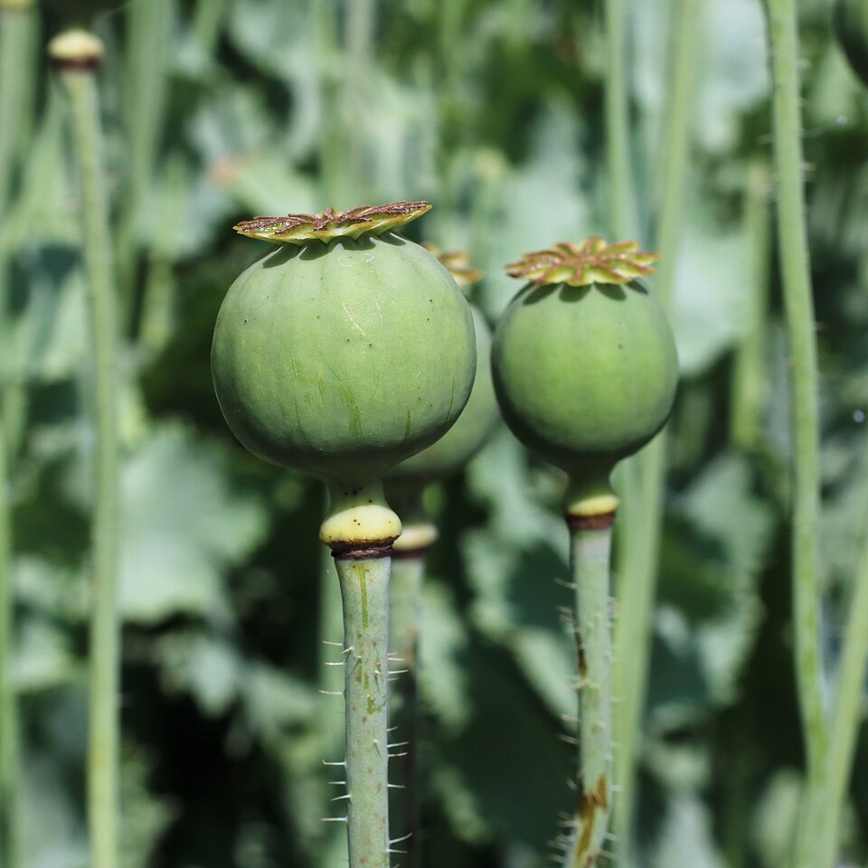 Poppy capsules on the plant