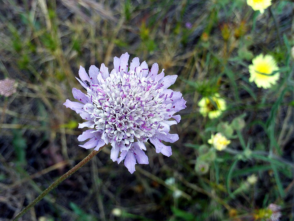 Scabiosa atropurpurea Flower Closeup DehesaBoyalPuertollano