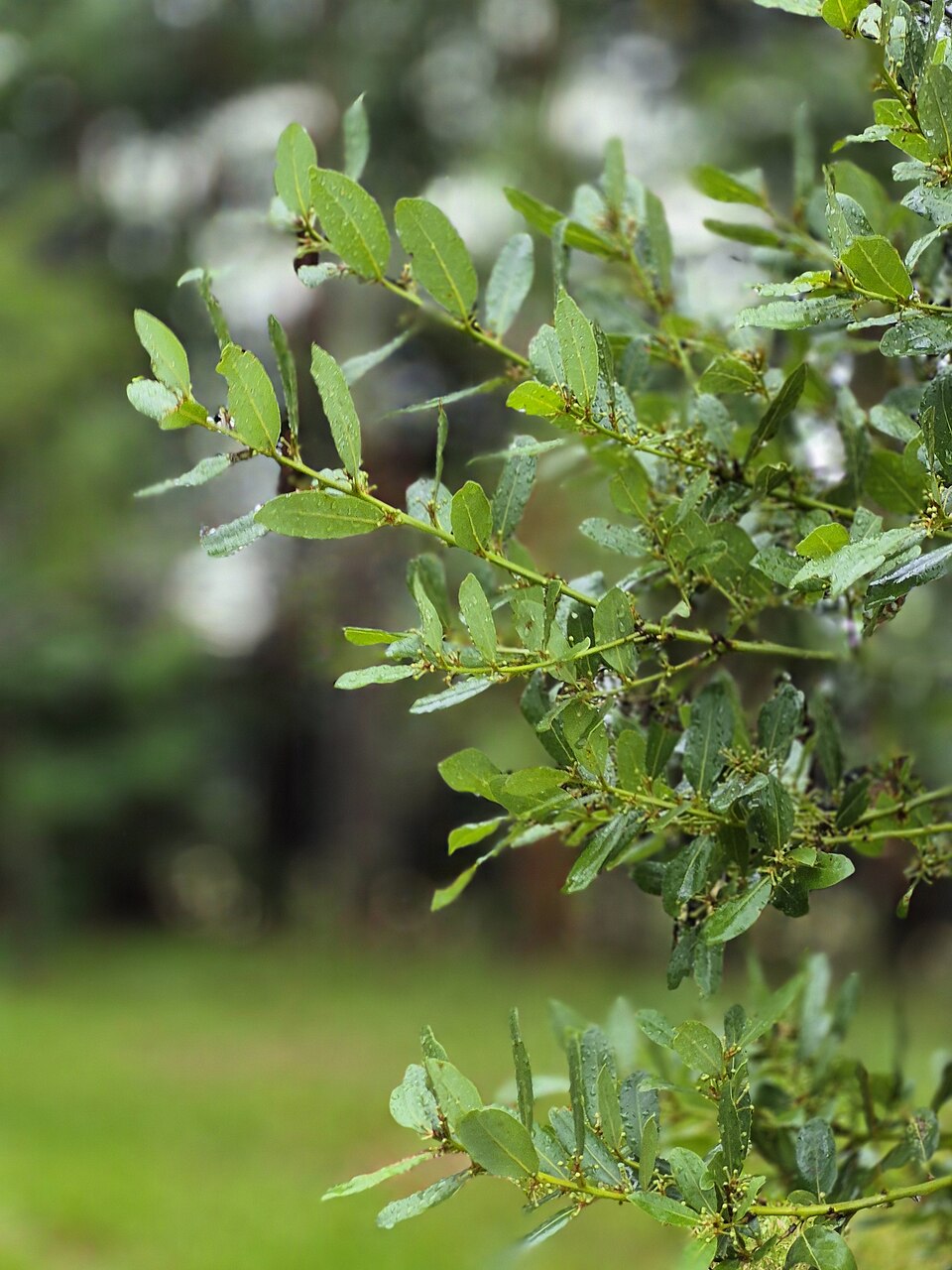 Loureiro, Laurus nobilis -