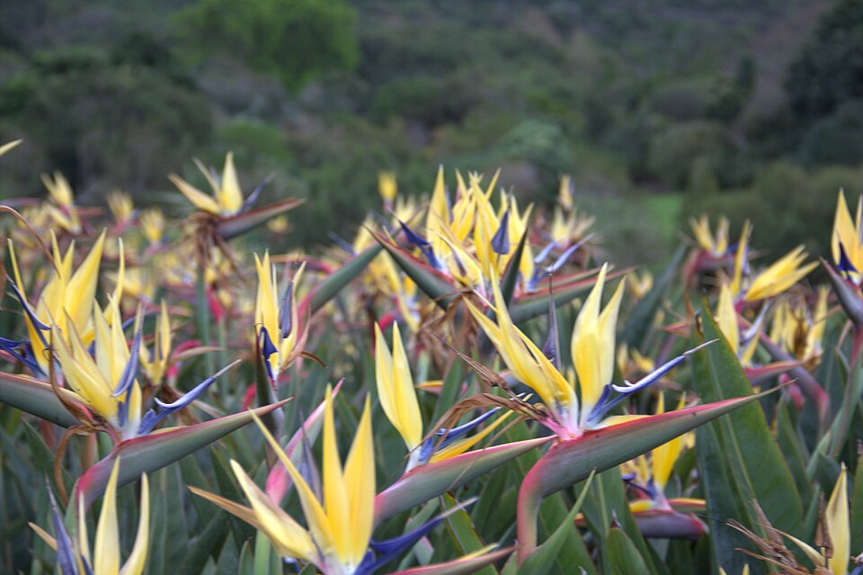 Strelitzia reginae - Mandela's gold