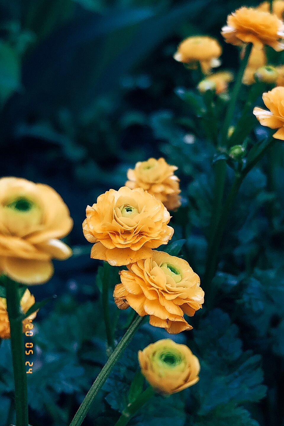 Ranunculus — botanical study