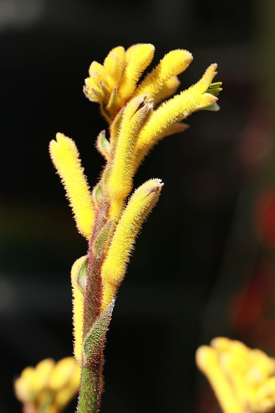 Anigozanthos rambubona