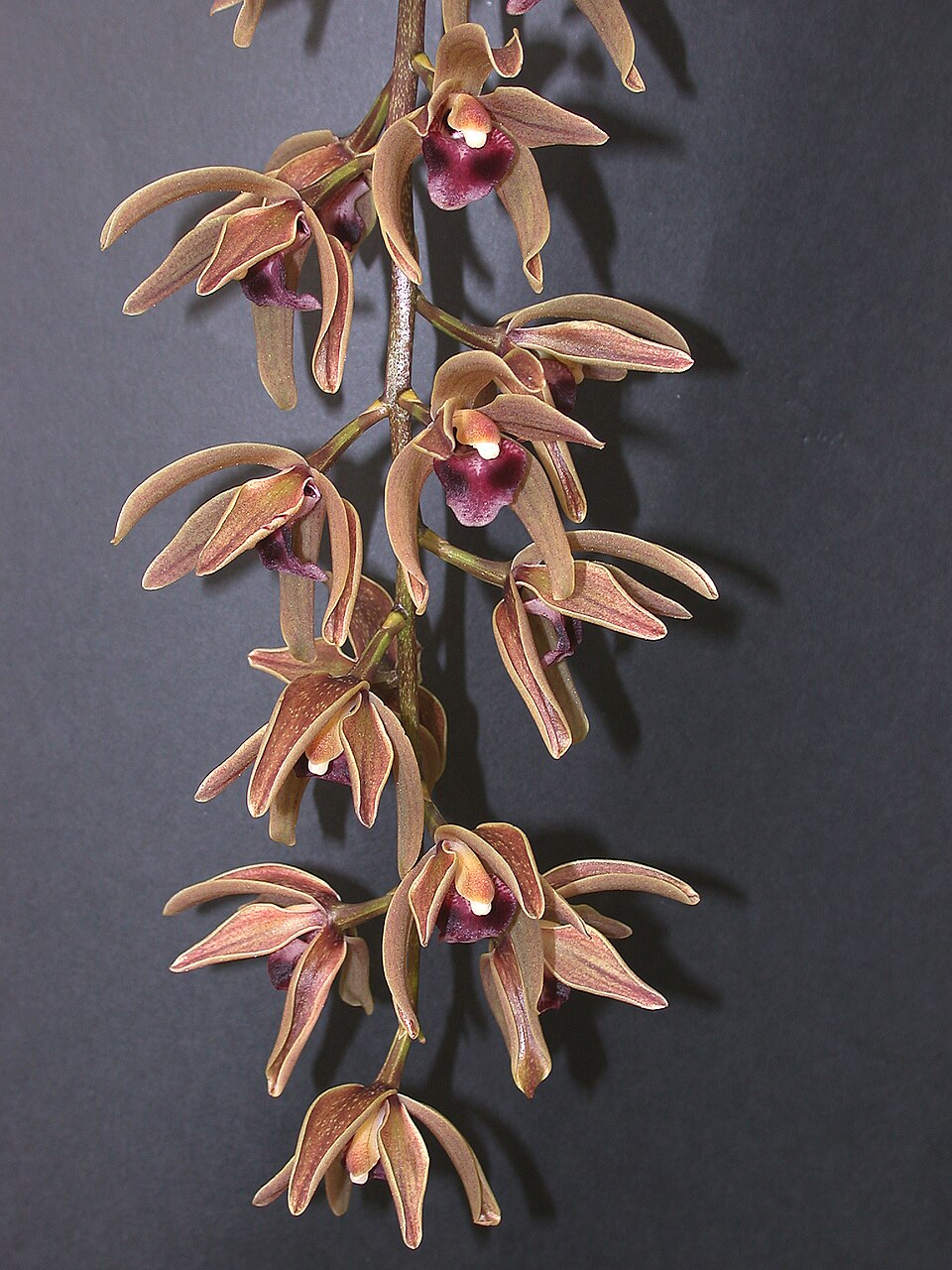 A and B Larsen orchids - Cymbidium devonianum DSCN8787