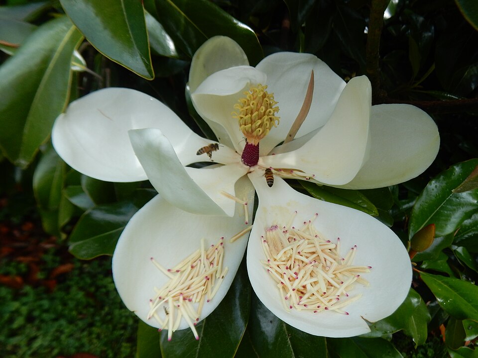 Magnolia grandiflora 'Bracken's Brown Beauty', Morris Arboretum