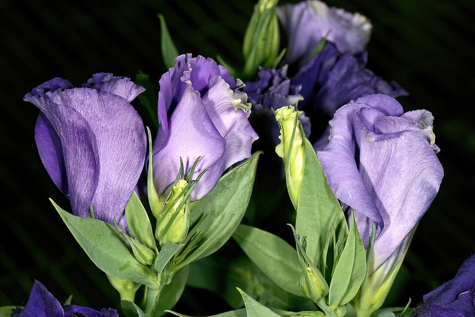 Eustoma russellianum cultivar