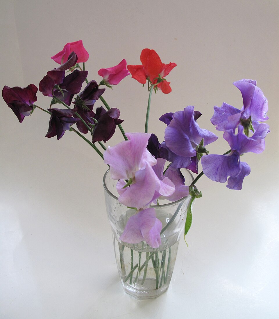 Sweet peas in a simple glass vase
