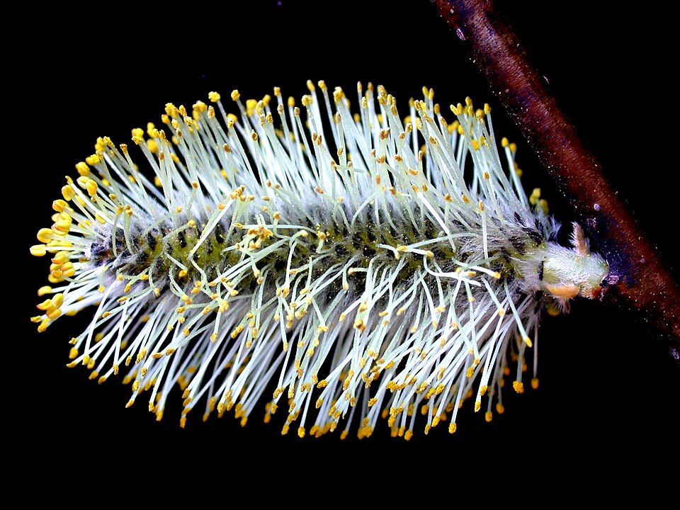 Salix discolor 15-p.bot-salix.discolo-10