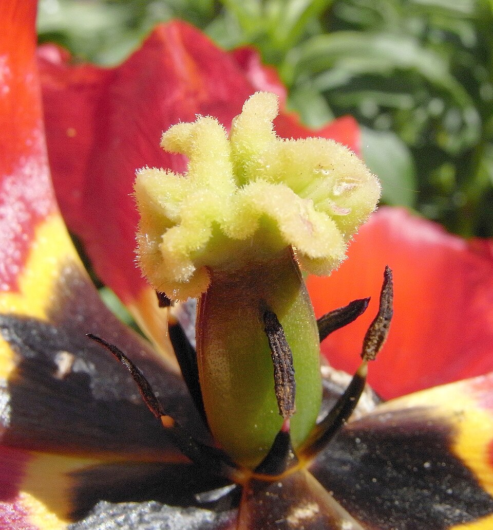 A tulipa inside