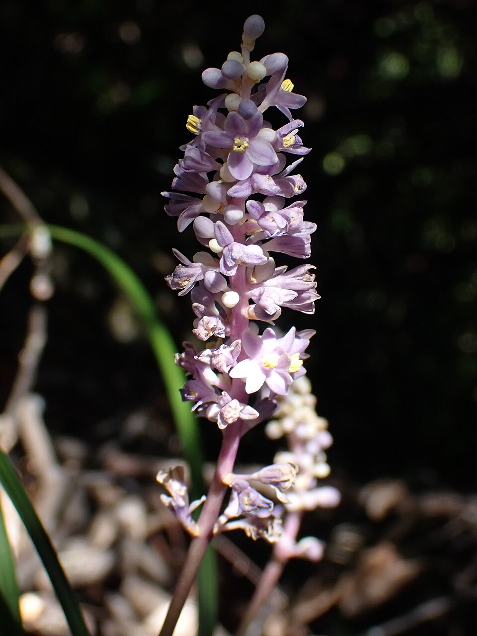 Liriope muscari flower in Izena Island, Okinawa