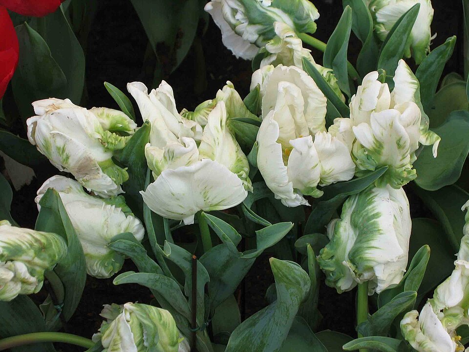 ‘White Parrot’ tulip