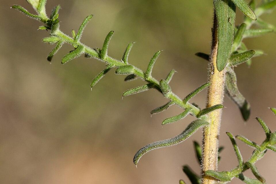 Symphyotrichum ericoides - Flickr - aspidoscelis
