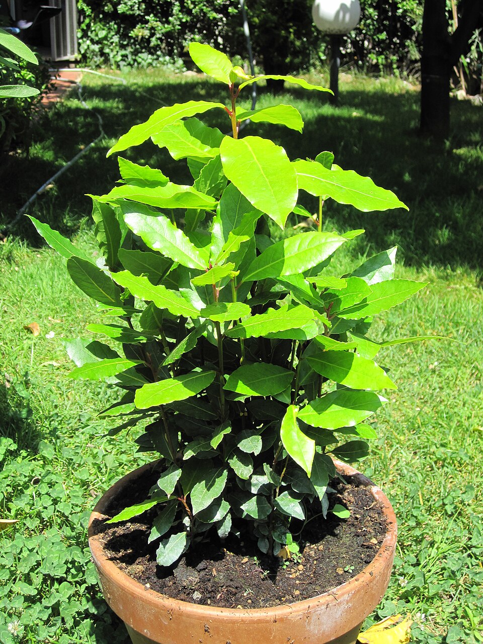 Laurus nobilis