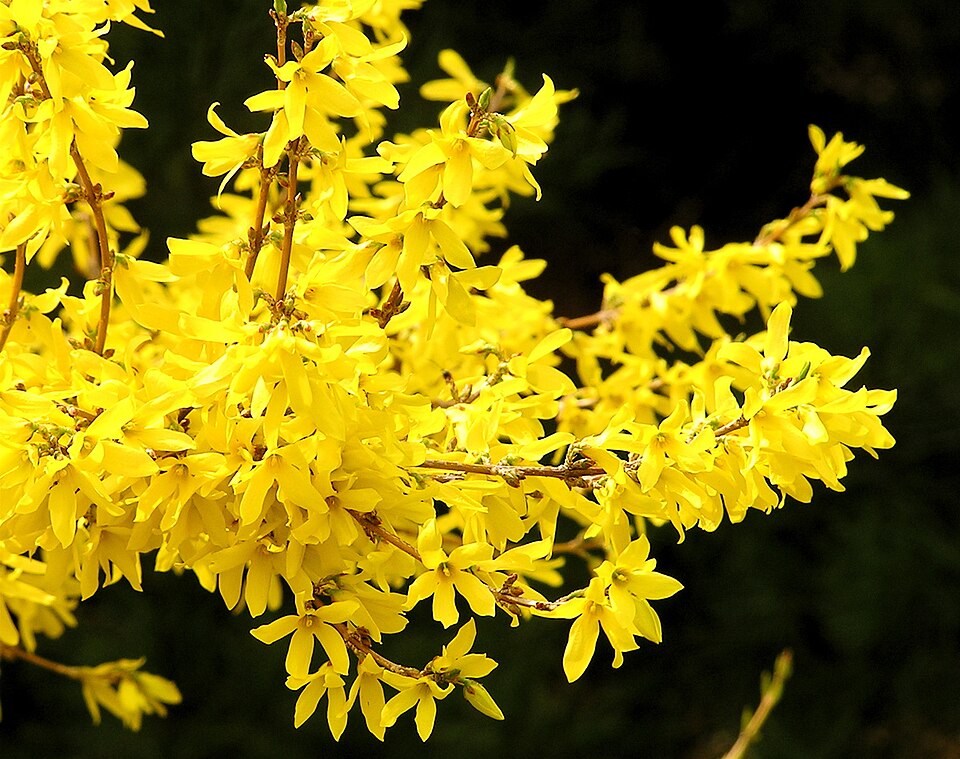 Forsythia flower 1r