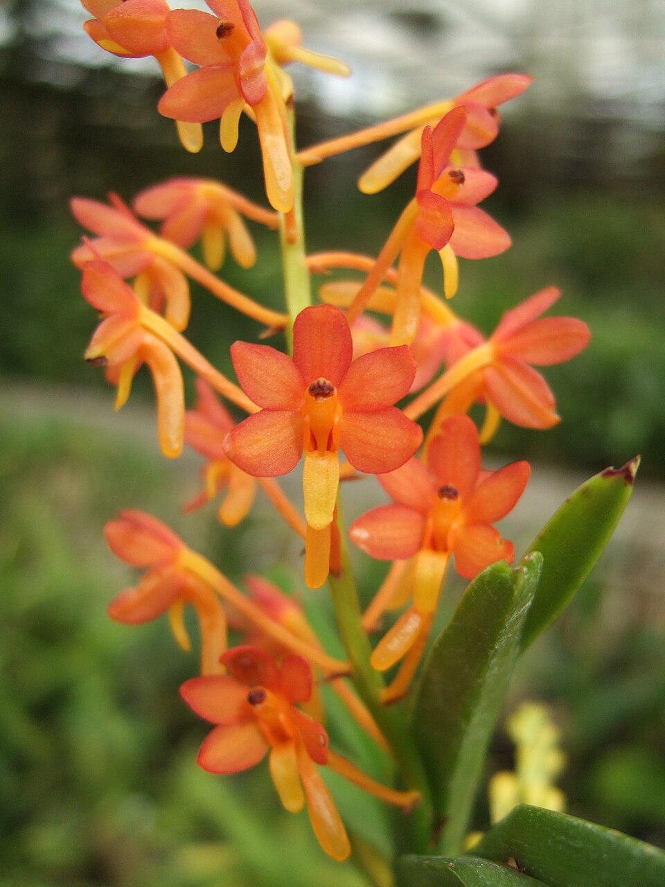 Ascocentrum miniatum - Vanda miniata