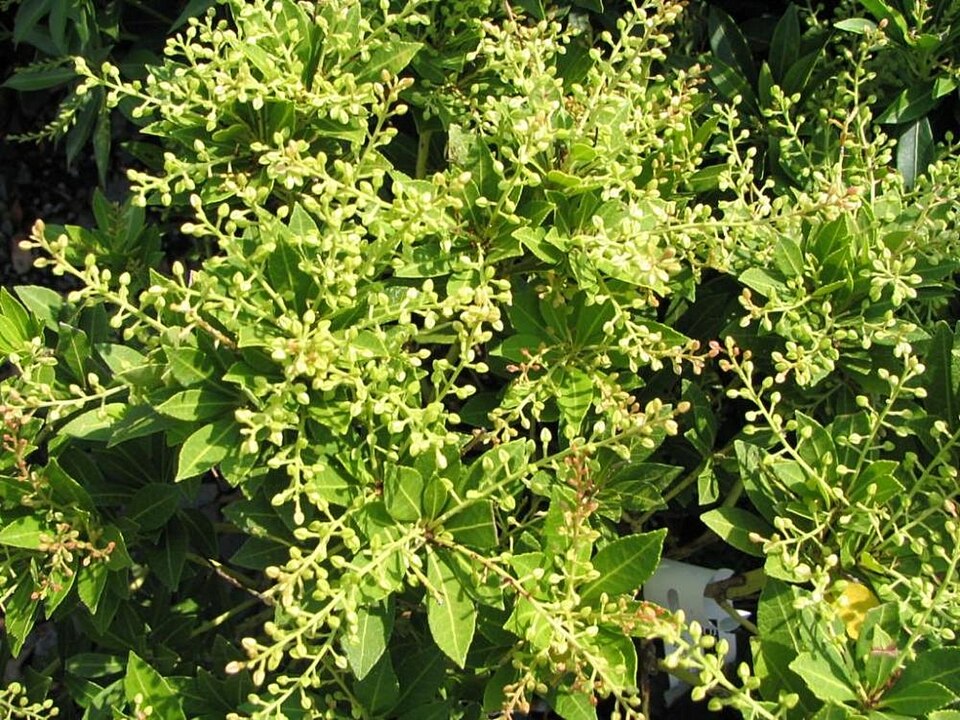 Pieris japonica Yakushimanum Cavatine
