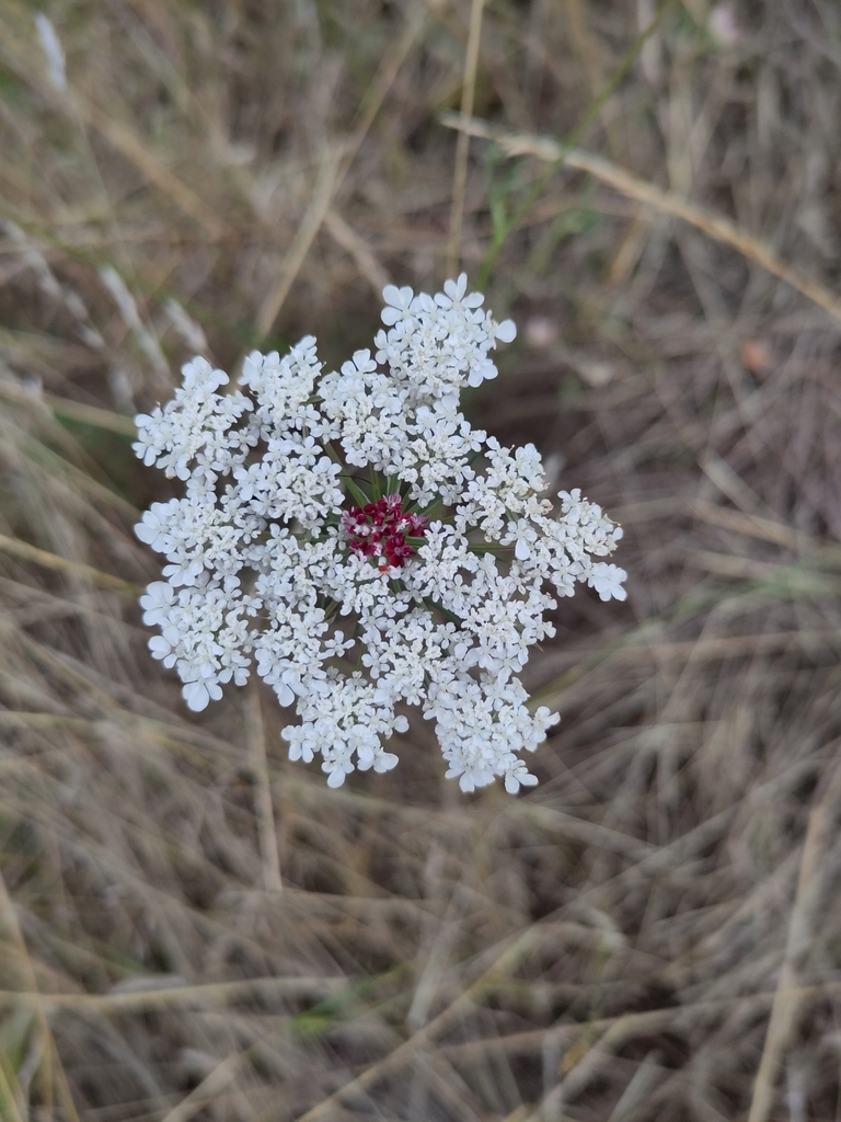 Daucus carota