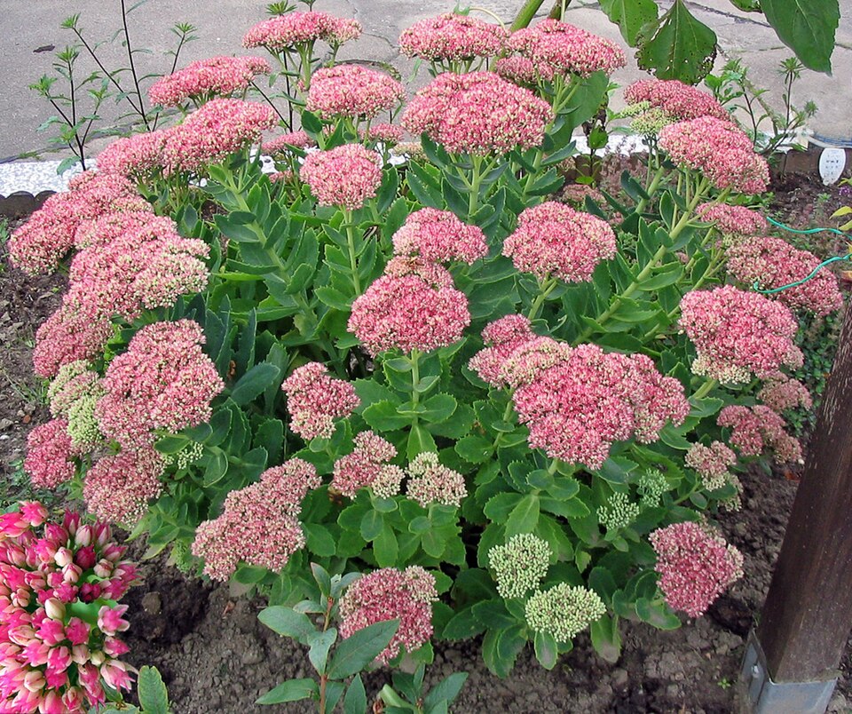 Fetthenne Sedum spectabile