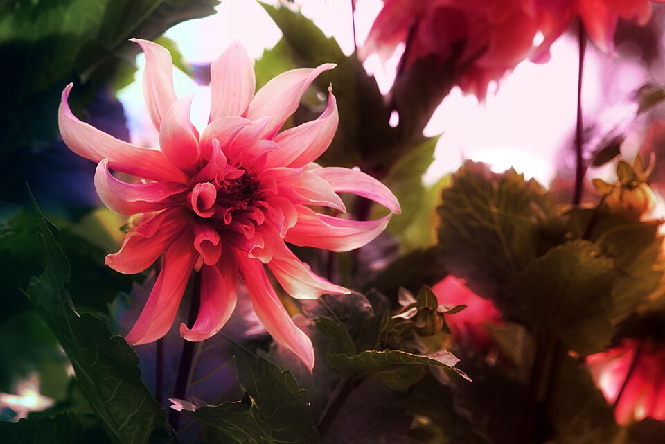 Close up of a Dahlia x cultorum Thorsrud & Reisaeter